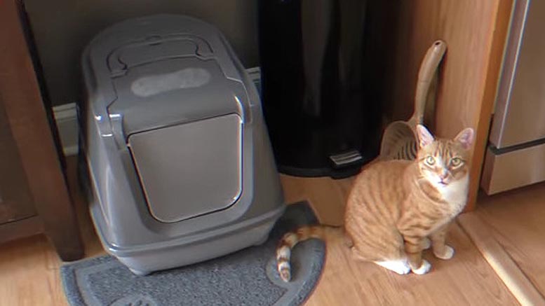 Cat & Pet » Blog Archive Cat Litter Box Avoidance Reasons for Cats stop